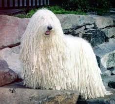 Image result for Komondor