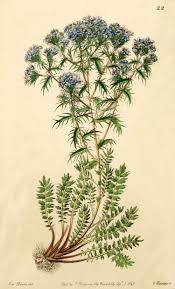 Image result for Vernonia amblyolepis