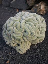 A cactus (plural cacti, cactuses, or less commonly, cactus) is a member of the plant family cactaceae, a family comprising about 127 genera with some 1750 known species of the order. Cactus Gardens Lanzarote It Looks Like A Brain Cactus Garden Cactus Cacti And Succulents