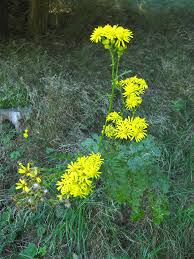 Image result for Jacobaea