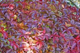Image result for Parthenocissus