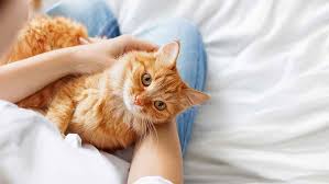 When your cat catches fleas it is important to find. Symptoms Of Cat Worms Cat Advice Purina One