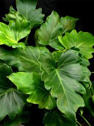 An Expert From Rooted Shares Tips For How To Care For The Philodendron Hope In 2020 Philodendron Philodendron Plant Plant Care