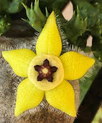 Image result for Orbea semota