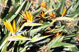 Image result for Strelitziaceae