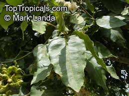 Image result for Eucalyptus torelliana