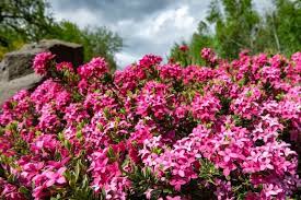We did not find results for: 26 Gorgeous Pink Flowering Shrubs For Your Garden Diy Crafts