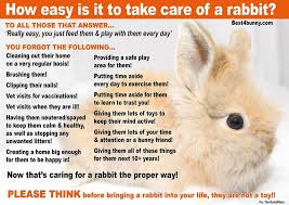 Rabbit Care Advice Best 4 Bunny Rabbit Care Rabbit Bunny Care