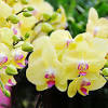 Những đặc điểm chính của hoa hoa thủy tiên (alstroemeria). Https Encrypted Tbn0 Gstatic Com Images Q Tbn And9gcqfa0yqgz0 Ox Po 409xdn361sy5rgd8wm Qfjfha Usqp Cau