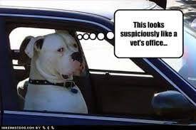 If you're away, your pet deserves the best care. What To Expect Darwin My Vet Service Darwin