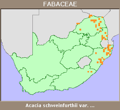 Image result for Acacia schweinfurthii