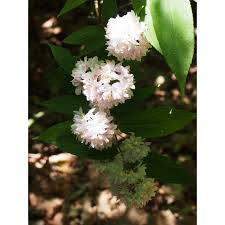 Image result for Deutzia hybrida Pink Pompon