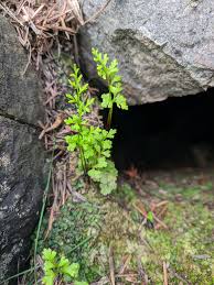 Image result for Anogramma