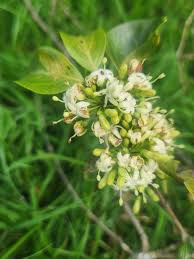 Image result for Pavetta gardeniifolia