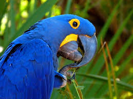 Burung cantik ini dinyatakan rentan oleh iucn red list. 15 Burung Tercantik Di Dunia Beberapa Di Antaranya Dari Indonesia Lho