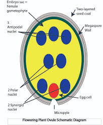 A bisexual flower is a flower that contains all the four whorls such as petals, sepals, the male reproductive structure (stamen) and female reproductive structure (pistil). Lesson 6 Flower Structure Botany Companion