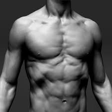 Torso muscle anatomy reference : Male Torso Anatomy Reference Male Torso