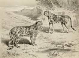 Image result for Cheetah and leopard in fight