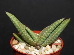Image result for Aloe zebrina