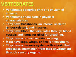 6 L 4b 1 Common Characteristics Of Vertebrates Invertebrates