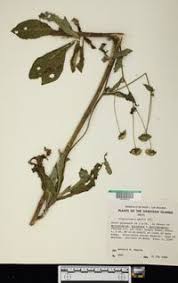 Image result for Elephantopus mollis