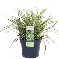 Image result for Carex mannii