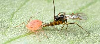 (beneficial bugs are replacing the use of chemical sprays in greenhouse vegetables and open field crops. Four Reasons Why Biocontrol Should Be Important To All Of Us