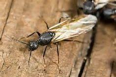 123 cronin road glens falls, ny 12804. Nature S Way Pest Control Natureswaypest Profile Pinterest