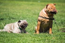 Their parent breeds are the pug and the chinese shar pei. Ori Pei Complete Guide Info Pictures Care More Pet Keen