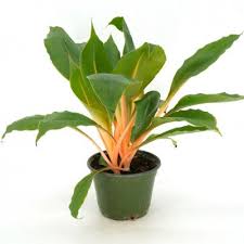 Image result for Chlorophytum Amaniense