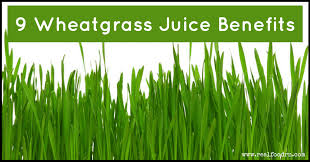 So what exactly is wheatgrass? 9 Amazing Wheatgrass Juice Benefits Real Food Rn