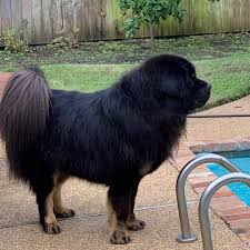There Are Three Tms In Shelters In Tibetan Mastiff Rescue Inc Facebook