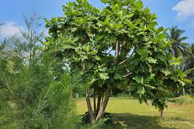 Image result for Artocarpus