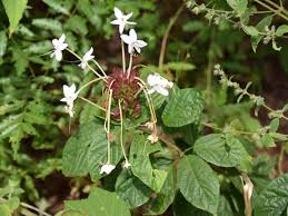 Image result for Clerodendrum capitatum