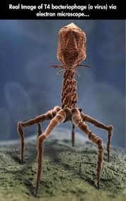 Nightmare Spiders Are Real Electron Microscope Microscopic Microscopic Photography