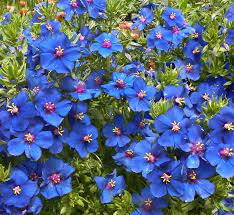 Flowering takes place from early spring to summer, turning the bush into a colourful exhibition of different shades of blue. Anagallis Monellii Blue Pimpernel Plants Full Sun Flowers Backyard Flowers