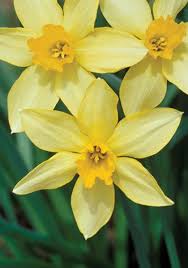 Heirloom Spring Planted Bulbs Daffodil Bulbs Daffodils Garden Bulbs