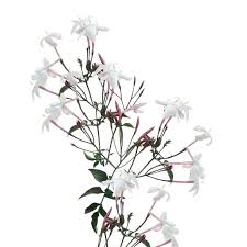 Pick your arrival date at checkout; Blooming Jasmine Vine Fresh Cut Flowers White And Or Pink 10 Bunches Walmart Com Walmart Com