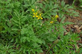 Image result for Rorippa