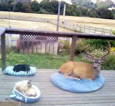 Image result for Beige Antelope 1983 Fleet