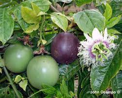 Passiflora Edulis 3 Part Leaf Crown Over Fruit Essbare Pflanzen Passionsblume Gemusebeet