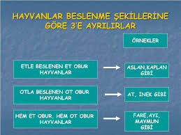 Ppt Hayvanlarin Yuvalari Ve Ozellikleri Powerpoint Presentation Free Download Id 4673529