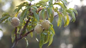 The nanaimo & district bc spca is an animal shelter with kids camps and programs, as well as animals in need of their forever homes. Chill Hours What Are They How Do I Count Them And Why Do My Fruit Trees Care Organic Gardening Blog Grow Organic