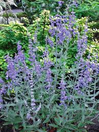 Image result for Perovskia atriplicifolia lacey blue photo