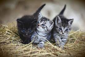 Kittens In Dream The Mumbai City