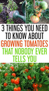 Image Cultiver Des Tomates De Genin Du Tableau Cultiver Des Tomates En 2020 Jardin Fruitier Jardin De Tomates