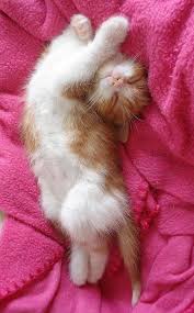 Ekilde Garip Uyuyan En Garip Sekilde Uyuyan 58 Kedi Cute Kittens Cok Sirin Hayvanlar Ve Sevimli Kediler