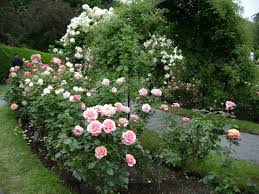 The Best Rose Gardens Rose Garden By Samantha Dewitt Landscaping With Roses Garden Pictures Rose Garden Design