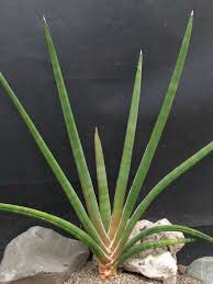 Image result for Sansevieria pearsonii