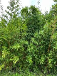 Image result for Bamboo Yellow 1958 Imperial